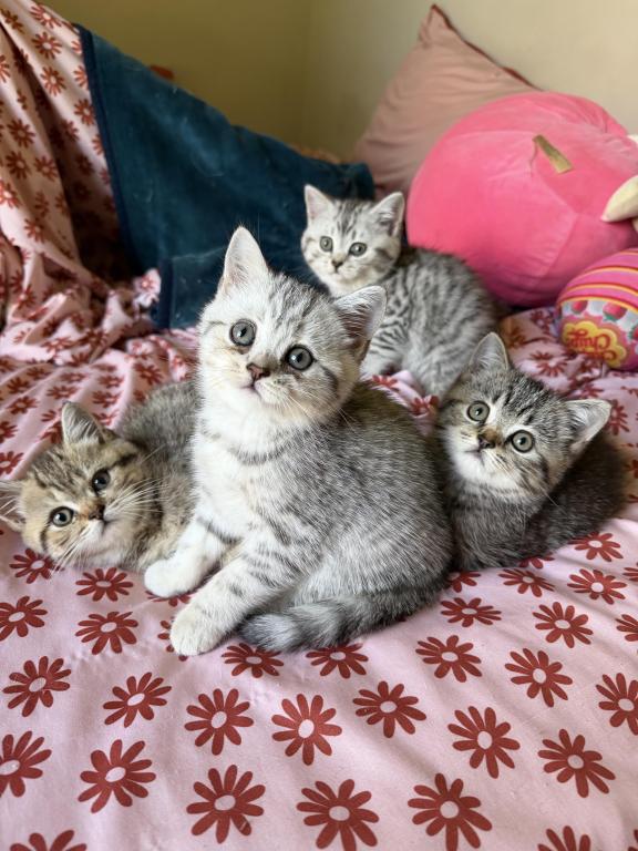 Tabbies photo 2