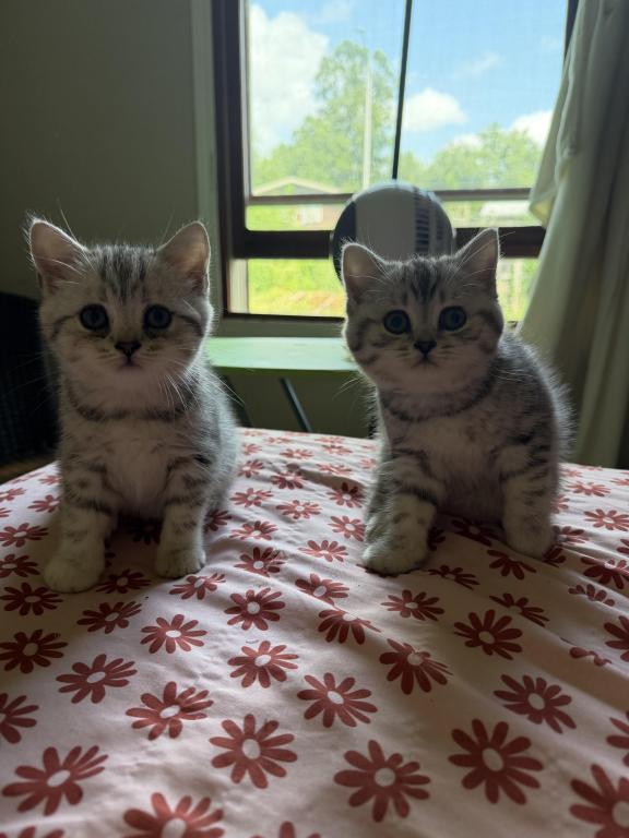 Tabbies photo 1