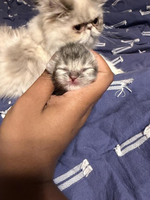 Leilani And Kilua Litter photo 4