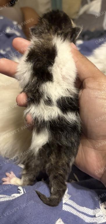 Leilani And Kilua Litter photo 5