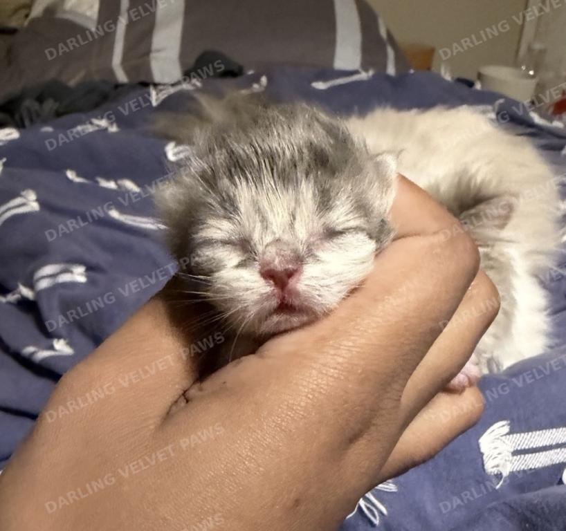 Leilani And Kilua Litter photo 6
