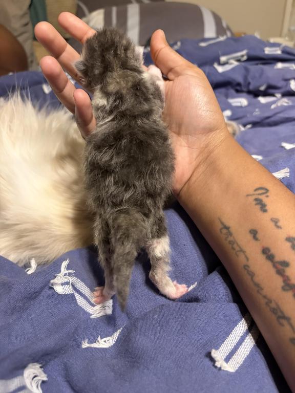 Leilani And Kilua Litter photo 3