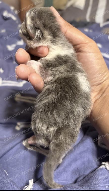Leilani And Kilua Litter photo 8