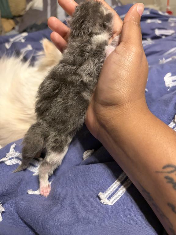 Leilani And Kilua Litter photo 2