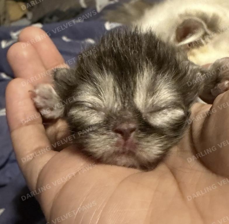 Leilani And Kilua Litter photo 10