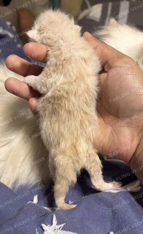 Leilani And Kilua Litter photo 13