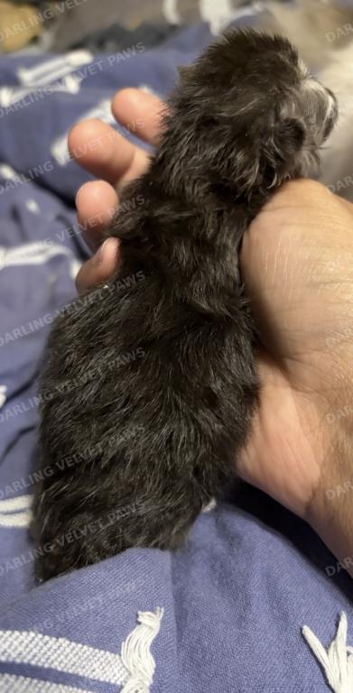 Leilani And Kilua Litter photo 11