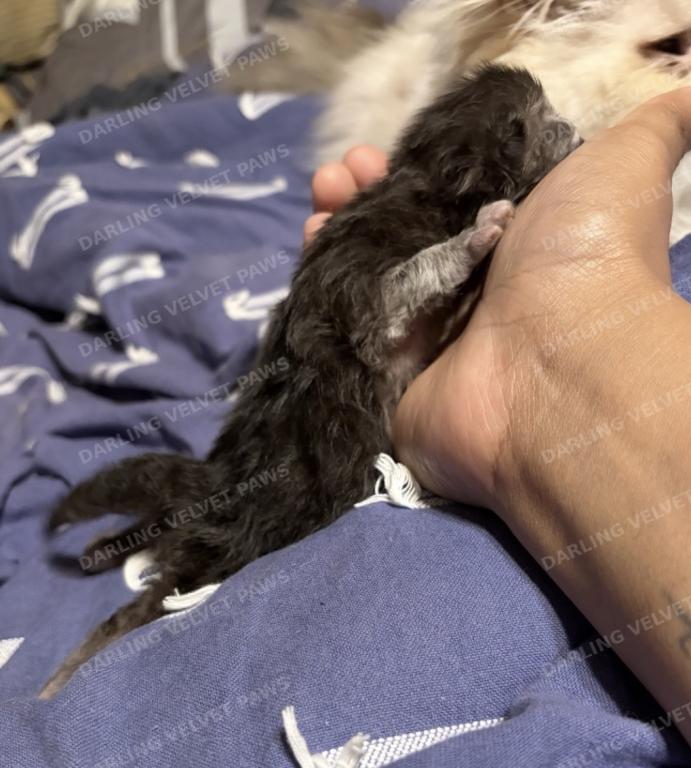 Leilani And Kilua Litter photo 17