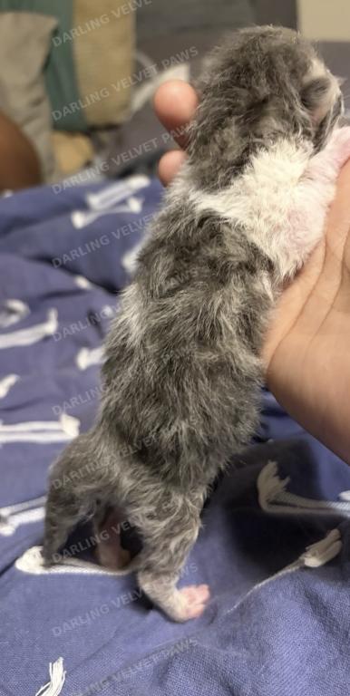 Leilani And Kilua Litter photo 9