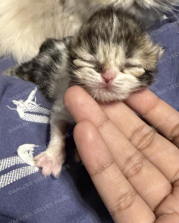 Leilani And Kilua Litter photo 14