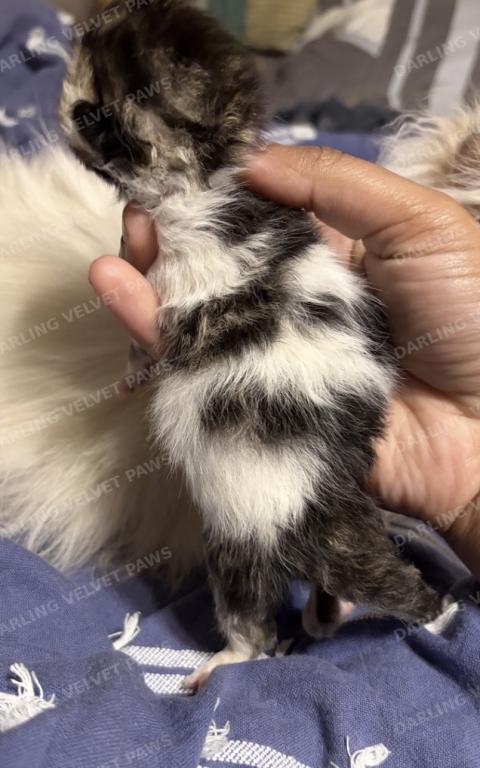 Leilani And Kilua Litter photo 12