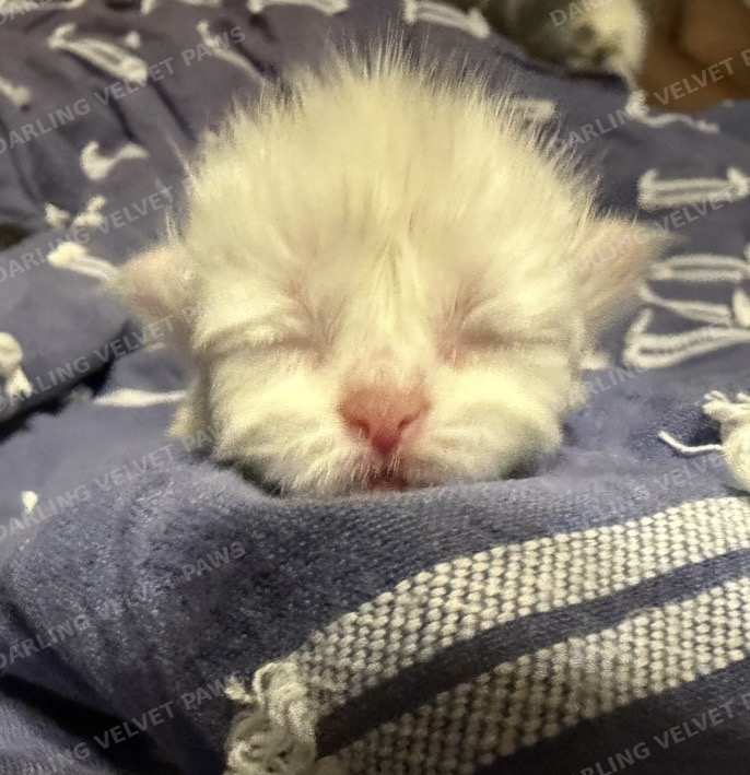 Leilani And Kilua Litter