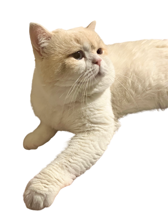 British Shorthair For Christmas photo 3