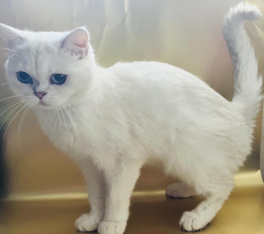 British Shorthair For Christmas photo 4