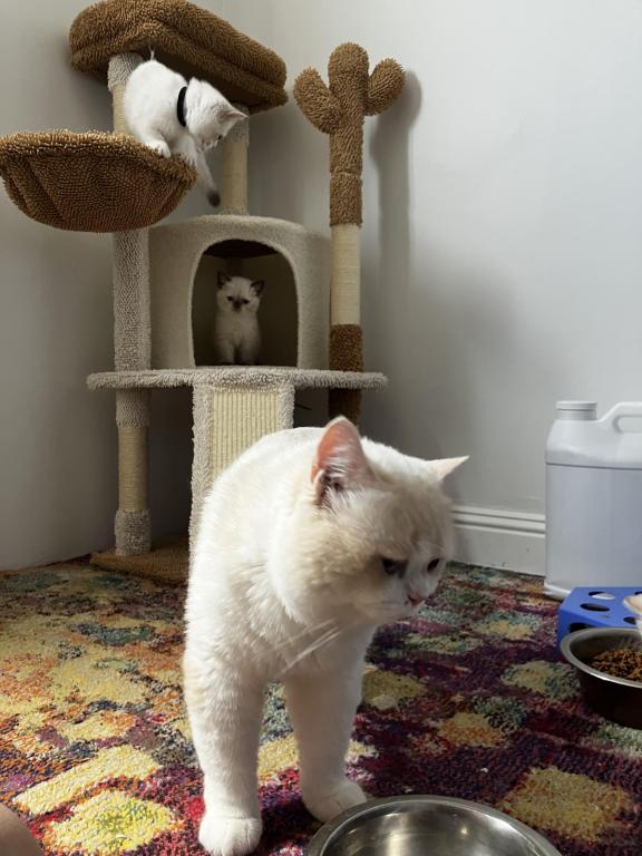British Shorthair For Christmas photo 5