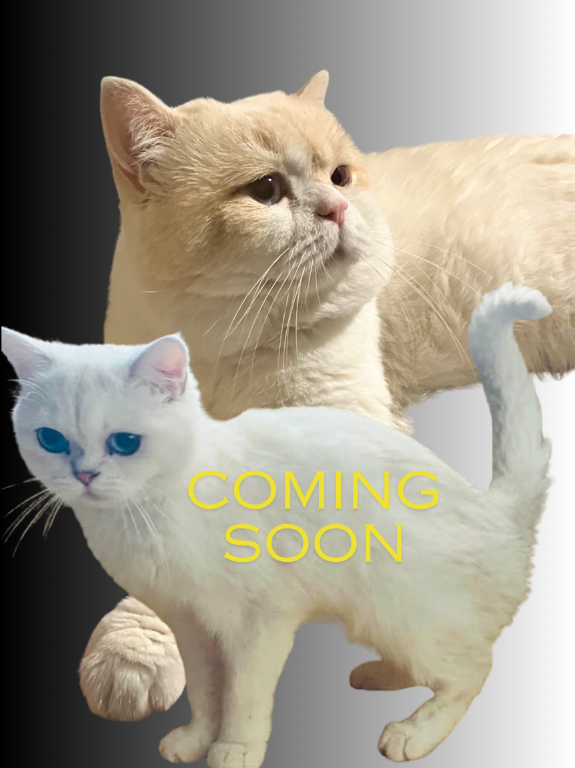 British Shorthair For Christmas photo 1