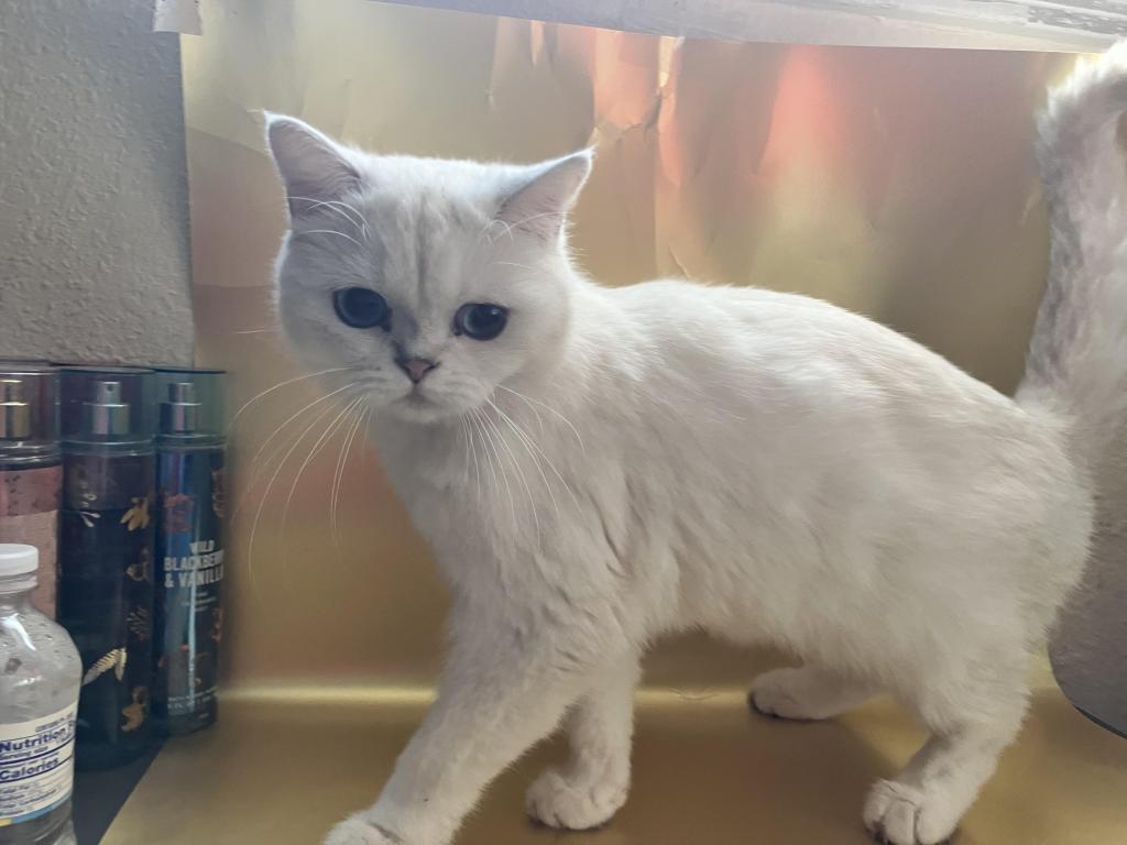 British Shorthair For Christmas photo 2