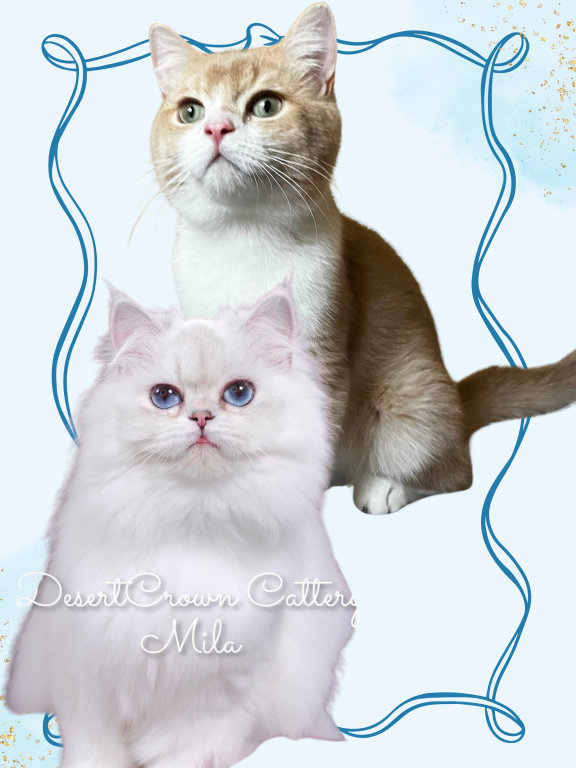 British Shorthair & Longhair Due For Christmas photo 1