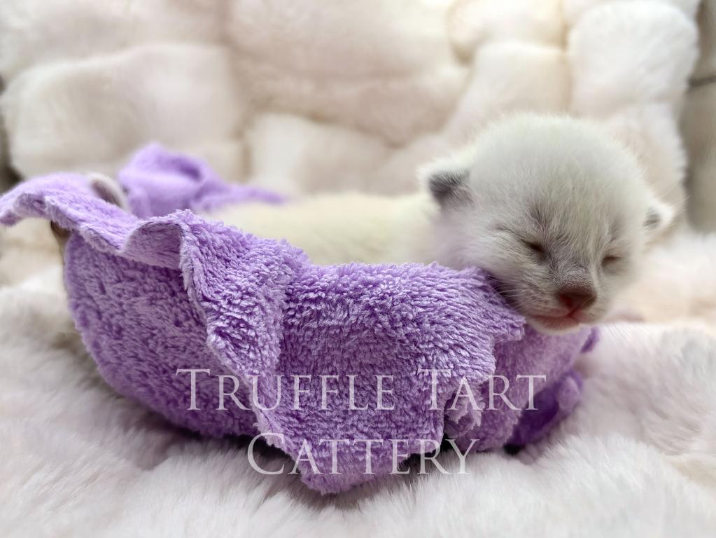 Orchid X Birch Litter photo 6