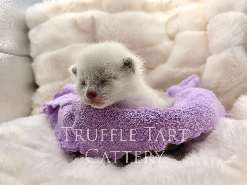 Orchid X Birch Litter photo 8