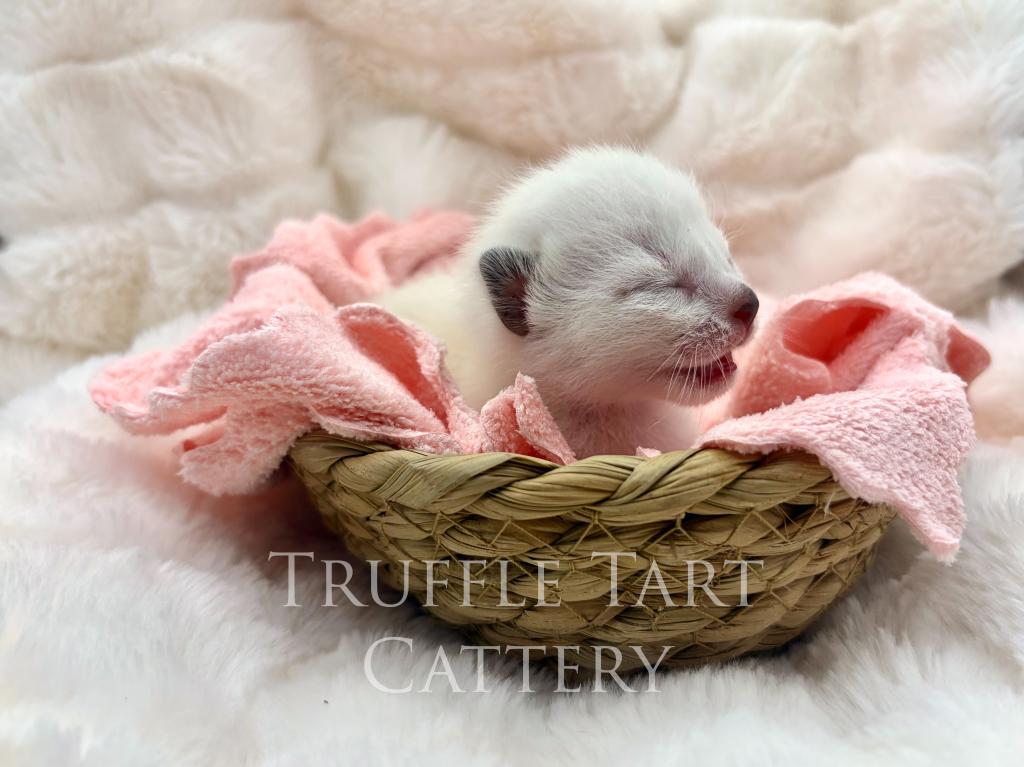 Orchid X Birch Litter photo 2