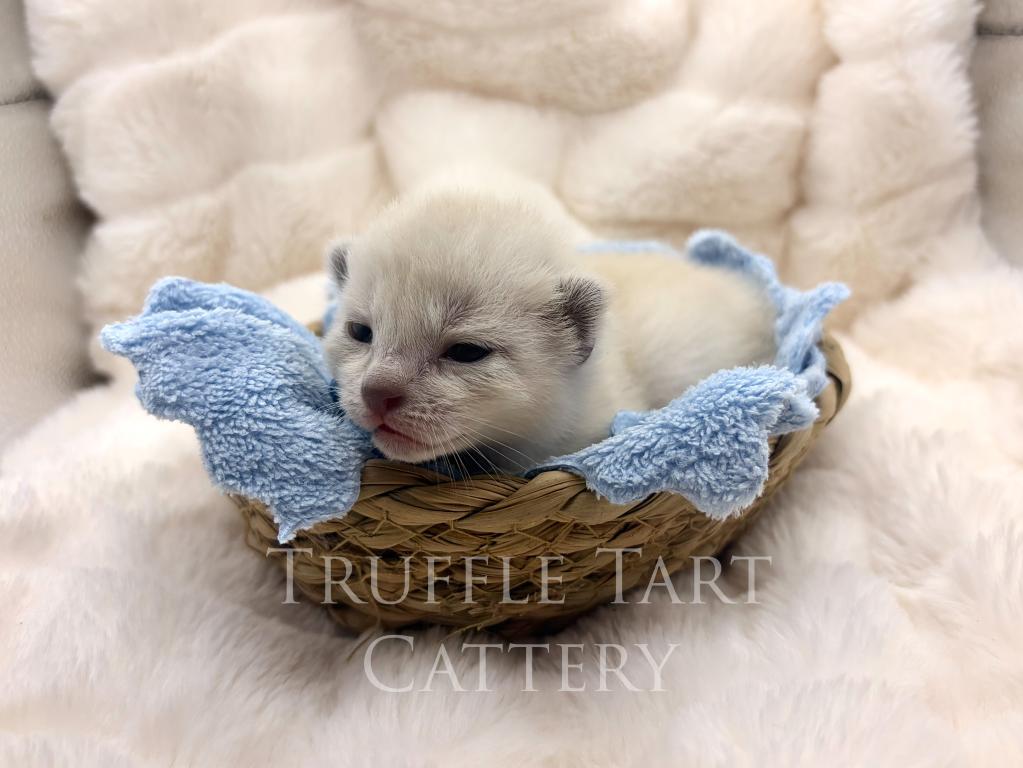 Orchid X Birch Litter