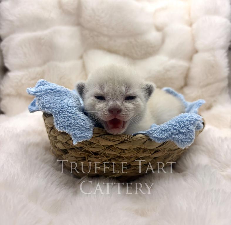 Orchid X Birch Litter photo 7