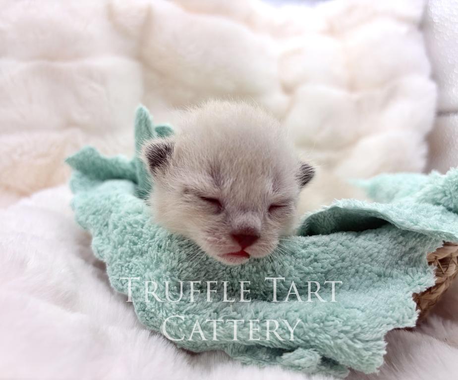 Orchid X Birch Litter photo 4