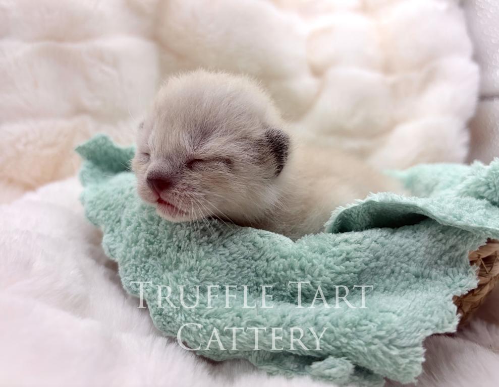 Orchid X Birch Litter photo 5