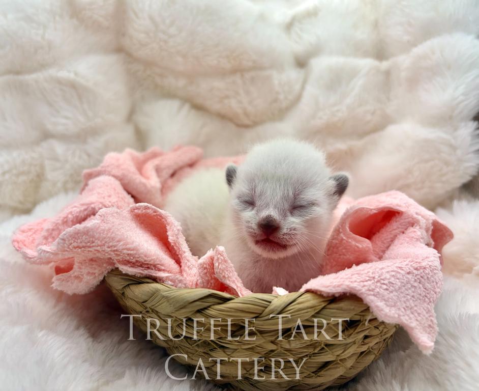Orchid X Birch Litter photo 3
