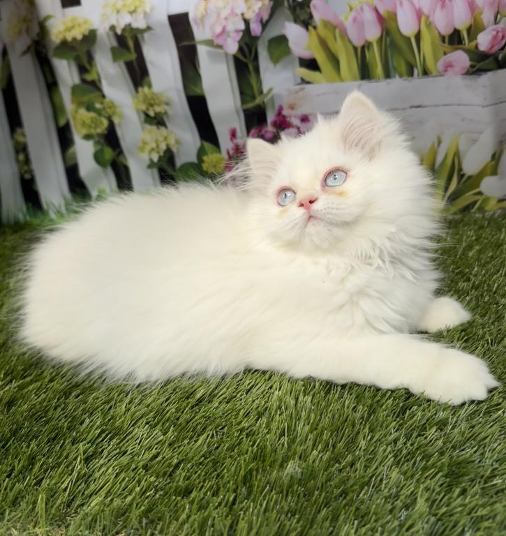 CFA Male Persian Kitten photo 1