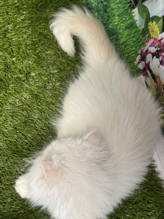 CFA Male Persian Kitten photo 2