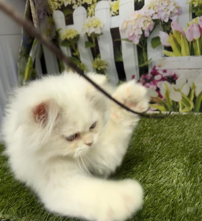 CFA Male Persian Kitten photo 6