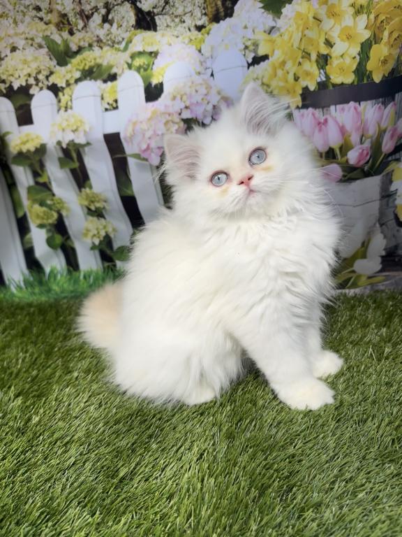 CFA Male Persian Kitten photo 5