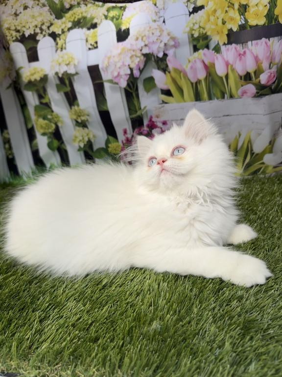 CFA Male Persian Kitten photo 3