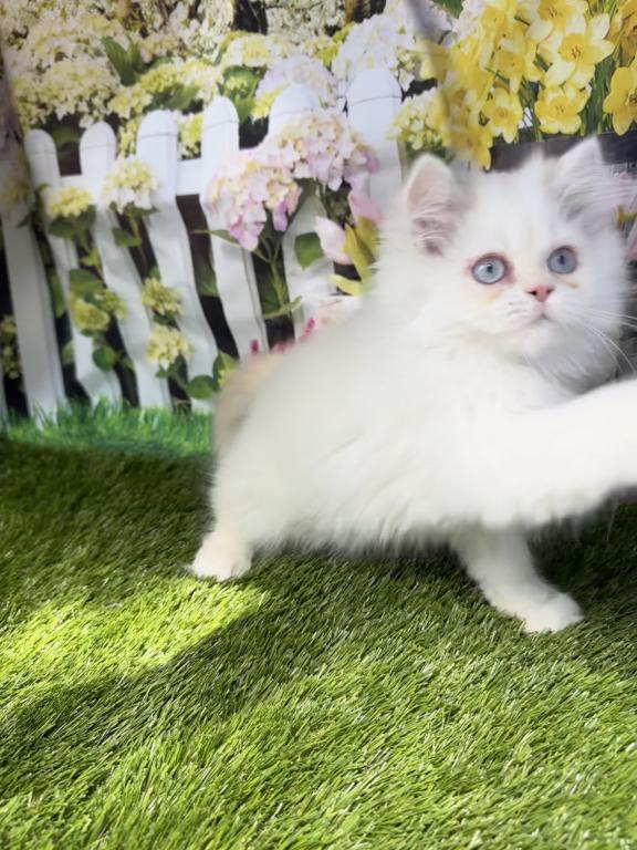 CFA Male Persian Kitten photo 4