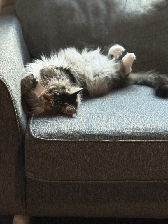 Lynx photo 5