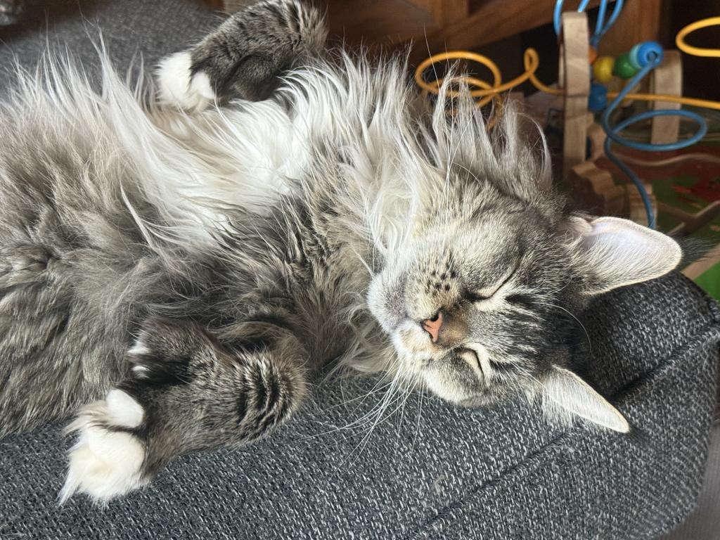 Lynx photo 1