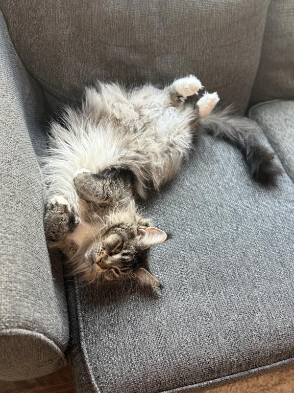 Lynx photo 4
