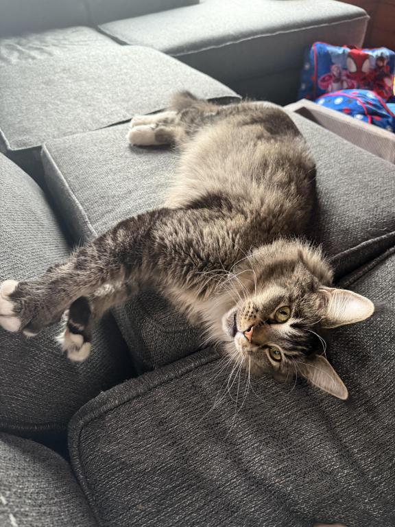 Lynx photo 2