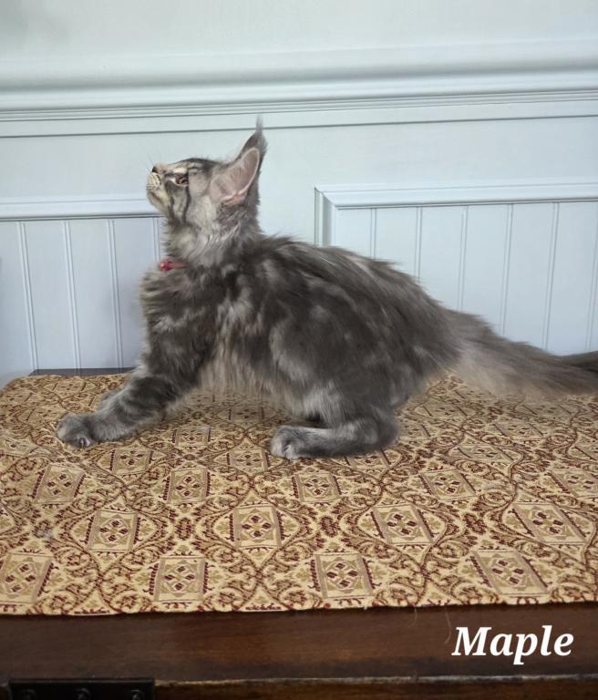 Maple photo 7