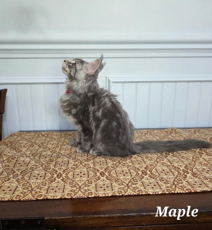 Maple photo 4