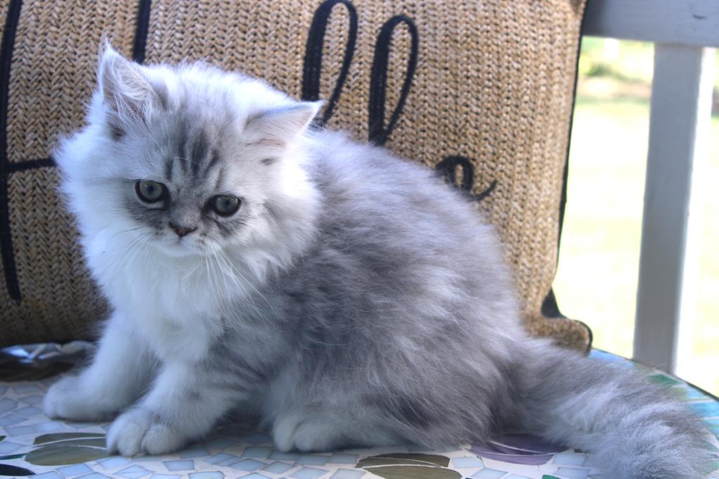 CFA Shaded Silver Male Persian Kitten photo 2