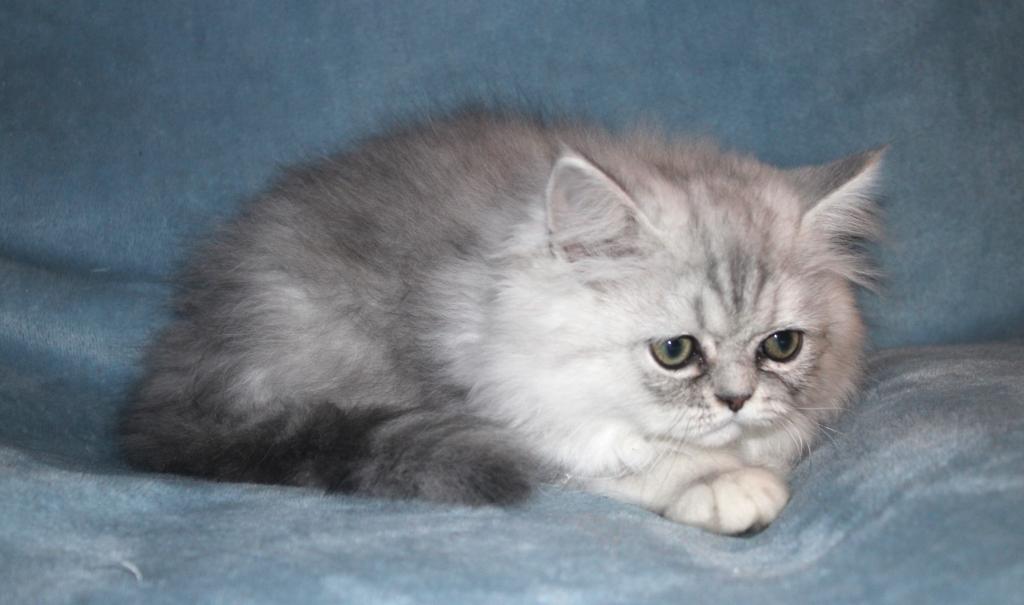CFA Shaded Silver Male Persian Kitten photo 14