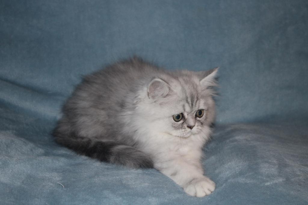 CFA Shaded Silver Male Persian Kitten photo 7