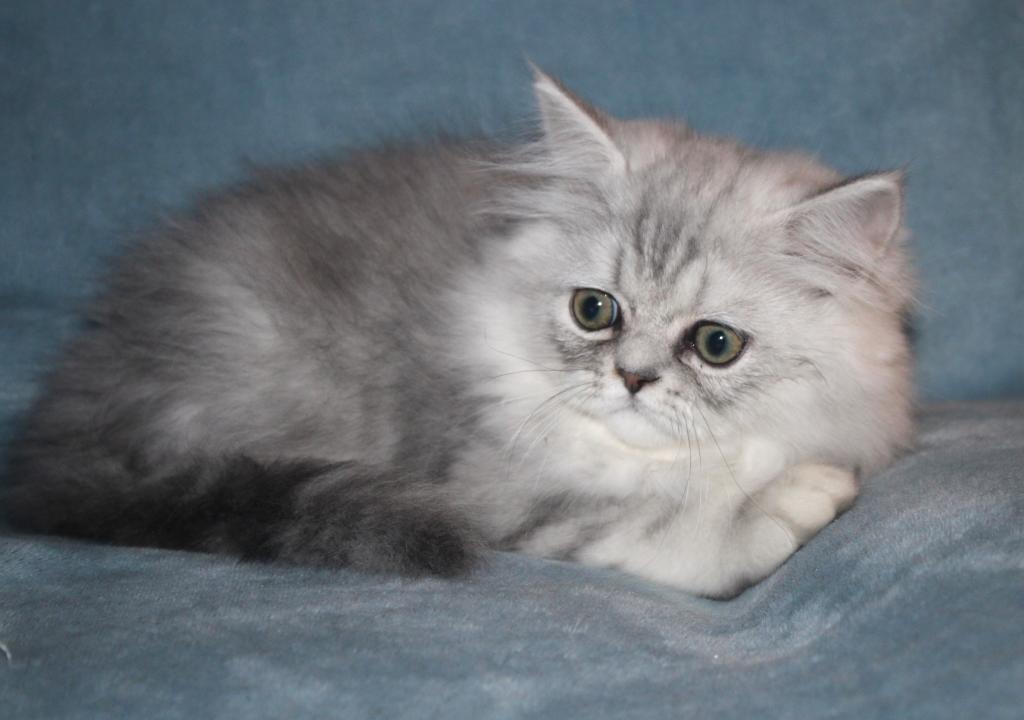 CFA Shaded Silver Male Persian Kitten photo 1