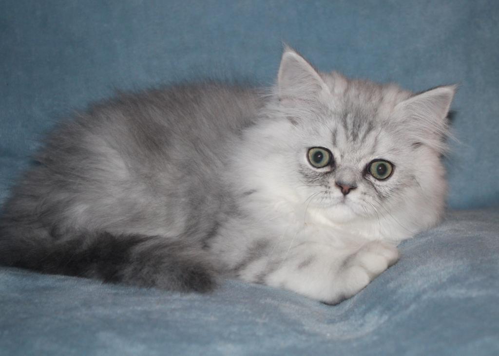 CFA Shaded Silver Male Persian Kitten photo 16