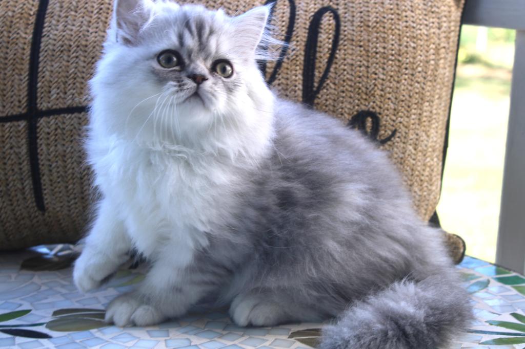 CFA Shaded Silver Male Persian Kitten photo 4