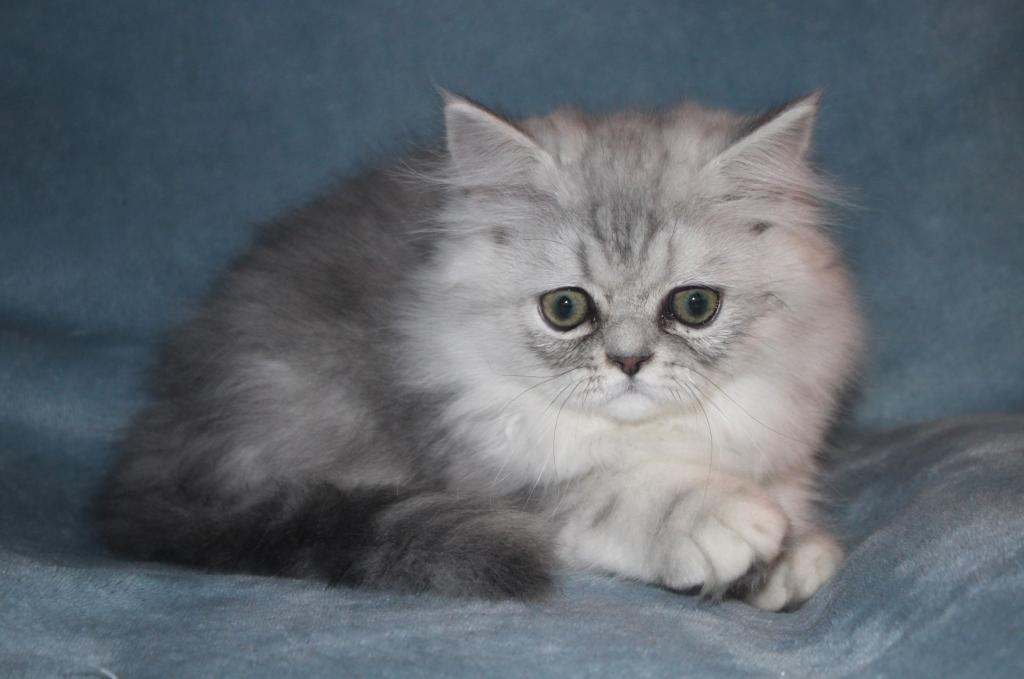 CFA Shaded Silver Male Persian Kitten photo 13