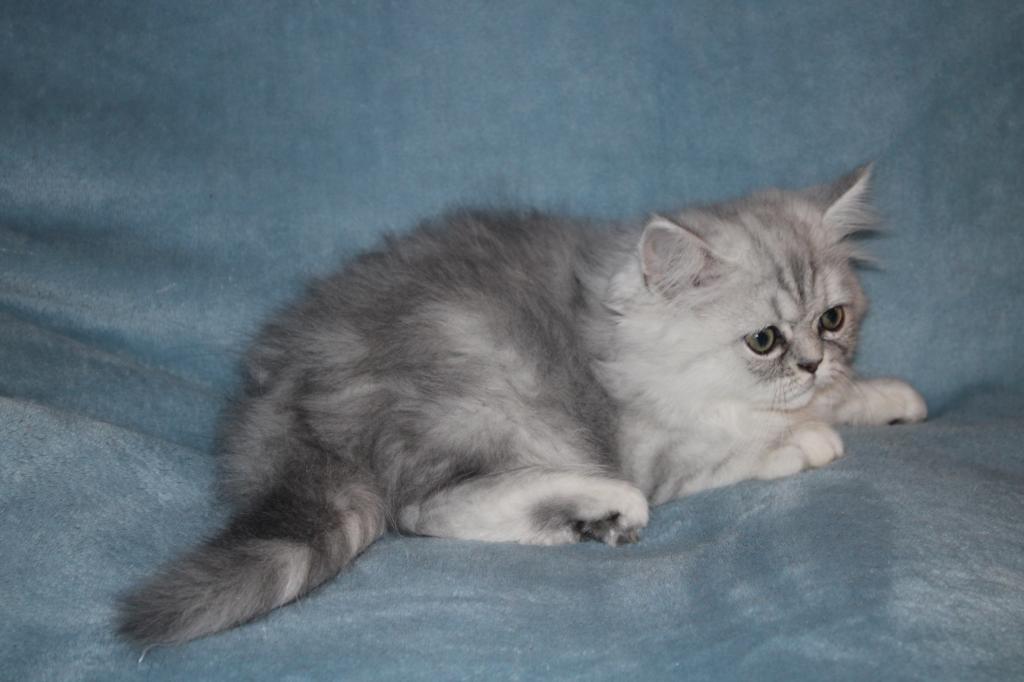 CFA Shaded Silver Male Persian Kitten photo 3